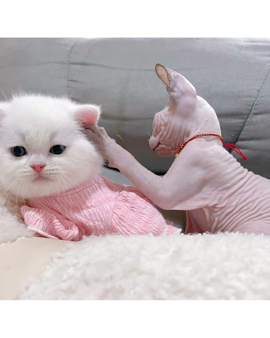 친구의 털이 부러웠던 스핑크스냥 | 인스티즈