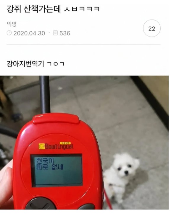 싱글벙글 강아지어 번역.jpg | 인스티즈