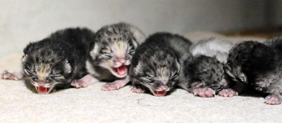5월에 태어난 아기 마눌고양이 사진 | 인스티즈