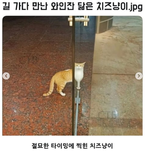 길 가다 만난 와인잔 닮은 고양이 | 인스티즈