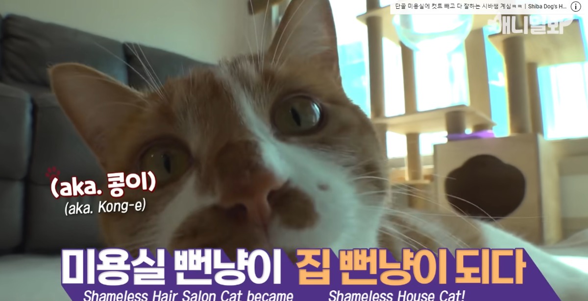 미용실 오픈런 하던 고양이의 근황 | 인스티즈
