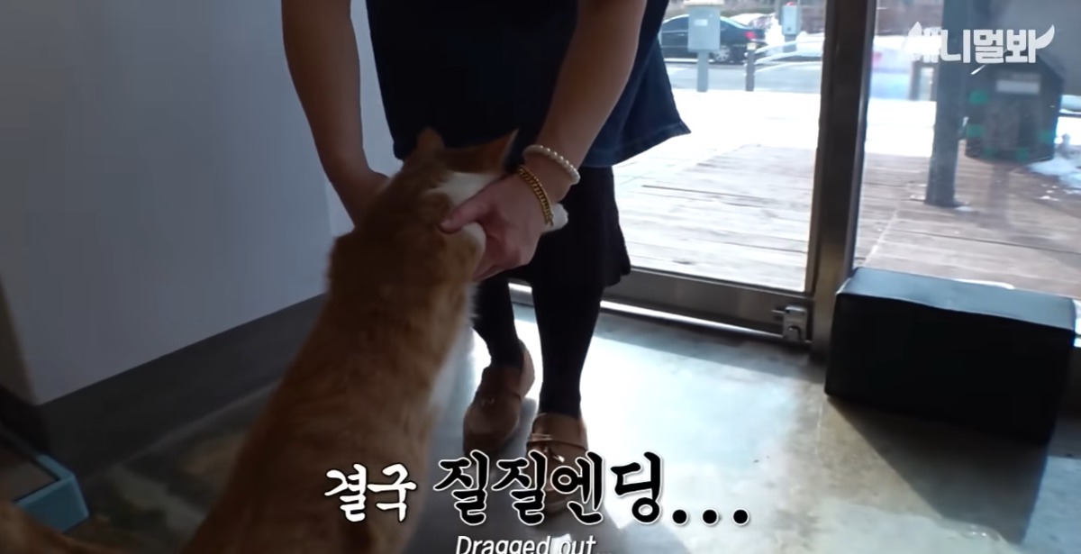미용실 오픈런 하던 고양이의 근황 | 인스티즈