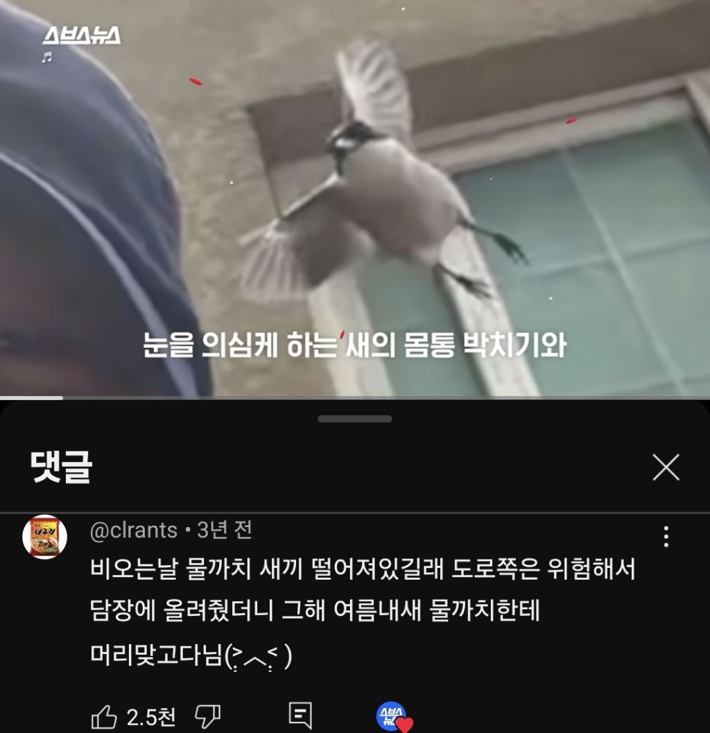 길 가다 새가 뒤통수 쳤어요.. 하면 십중팔구 물까치.... twt | 인스티즈