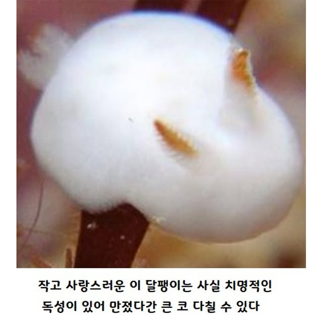 귀엽고 신기하게 생긴 바닷속 달팽이 | 인스티즈