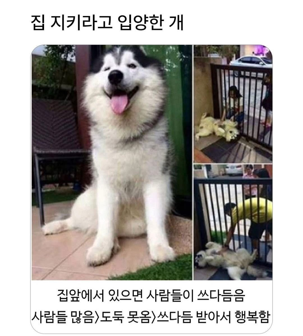 집 지키라고 입양한 개 | 인스티즈