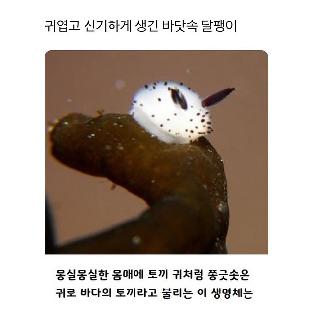 귀엽고 신기하게 생긴 바닷속 달팽이 | 인스티즈