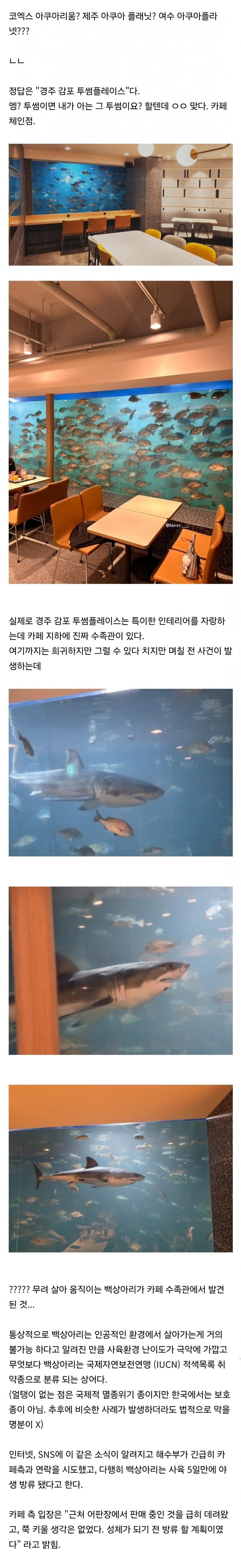 한국 최초로 백상아리를 사육을 시도한 수족관.jpg | 인스티즈
