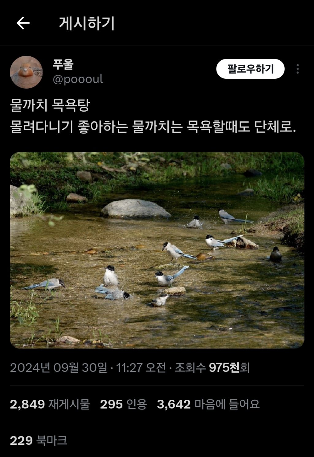 길 가다 새가 뒤통수 쳤어요.. 하면 십중팔구 물까치.... twt | 인스티즈