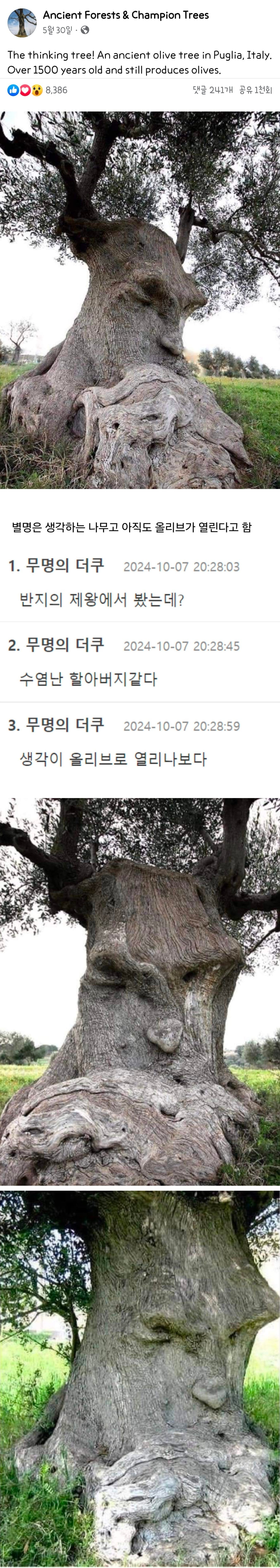이탈리아의 1500년 된 올리브나무 | 인스티즈