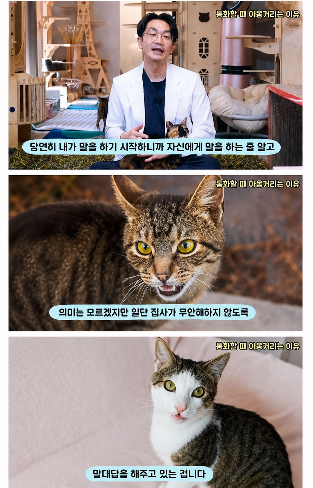 집사가 통화할 때 고양이가 야옹거리는 이유 | 인스티즈