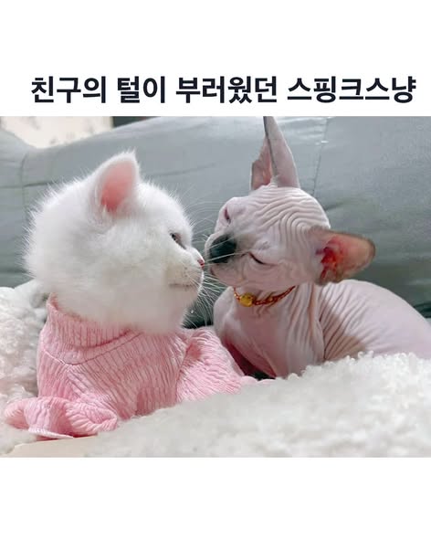 친구의 털이 부러웠던 스핑크스냥 | 인스티즈