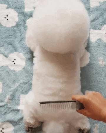 비숑 빗질하기.gif | 인스티즈