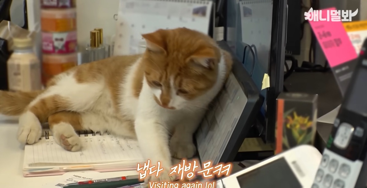 미용실 오픈런 하던 고양이의 근황 | 인스티즈