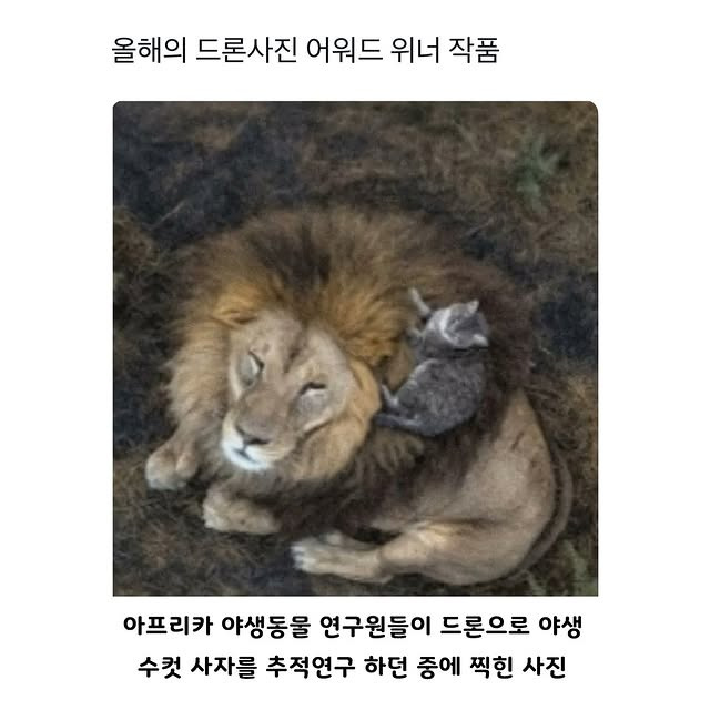 올해의 드론사진 어워드 위너 작품 | 인스티즈