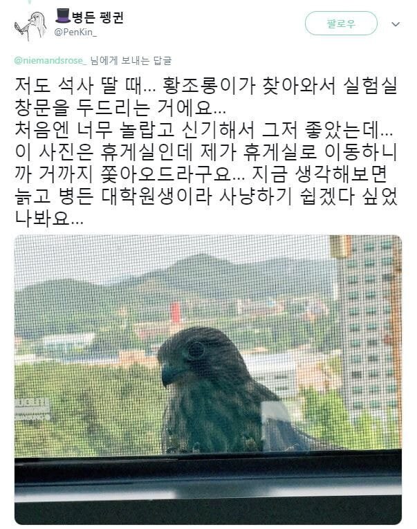 늙고 병든 대학원생을 노리는 황조롱이 | 인스티즈