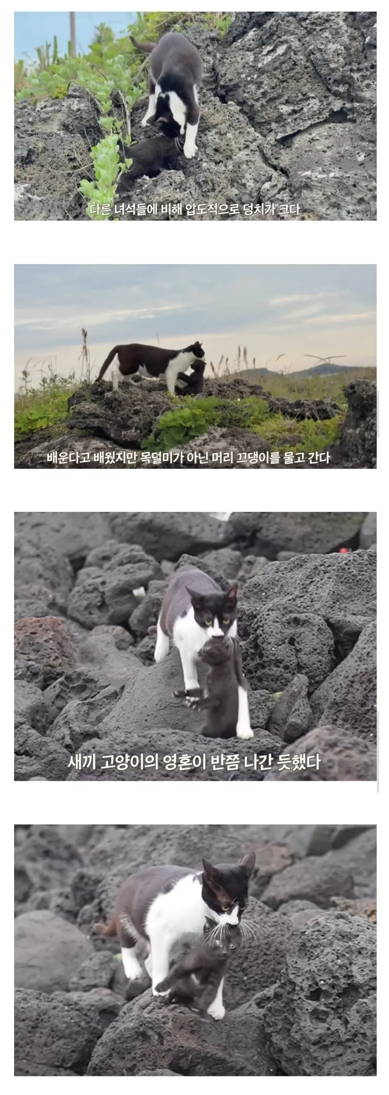 육아를 잘못 배운 고양이 | 인스티즈
