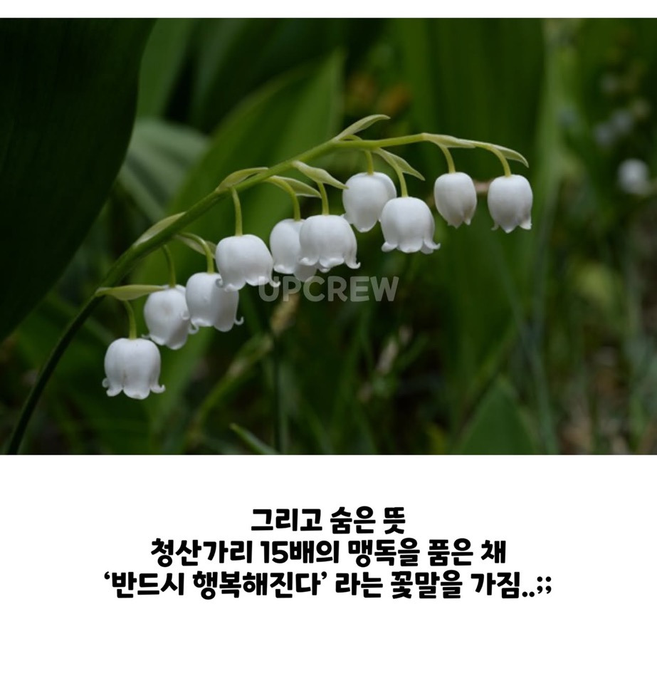 꽃말이 '틀림없이 행복해집니다'인 꽃 | 인스티즈