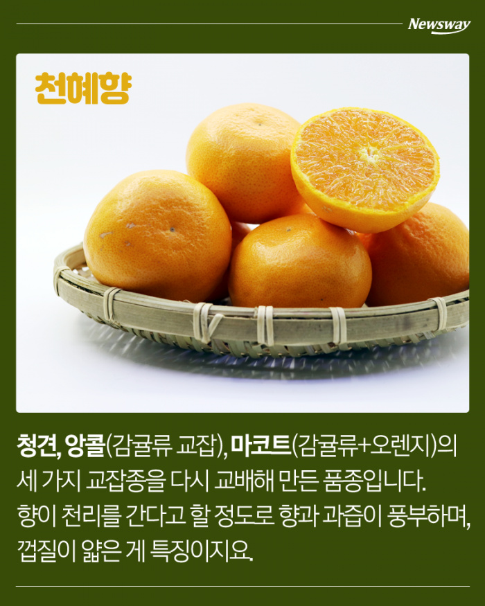 한라봉 천혜향 레드향 황금향 차이 | 인스티즈