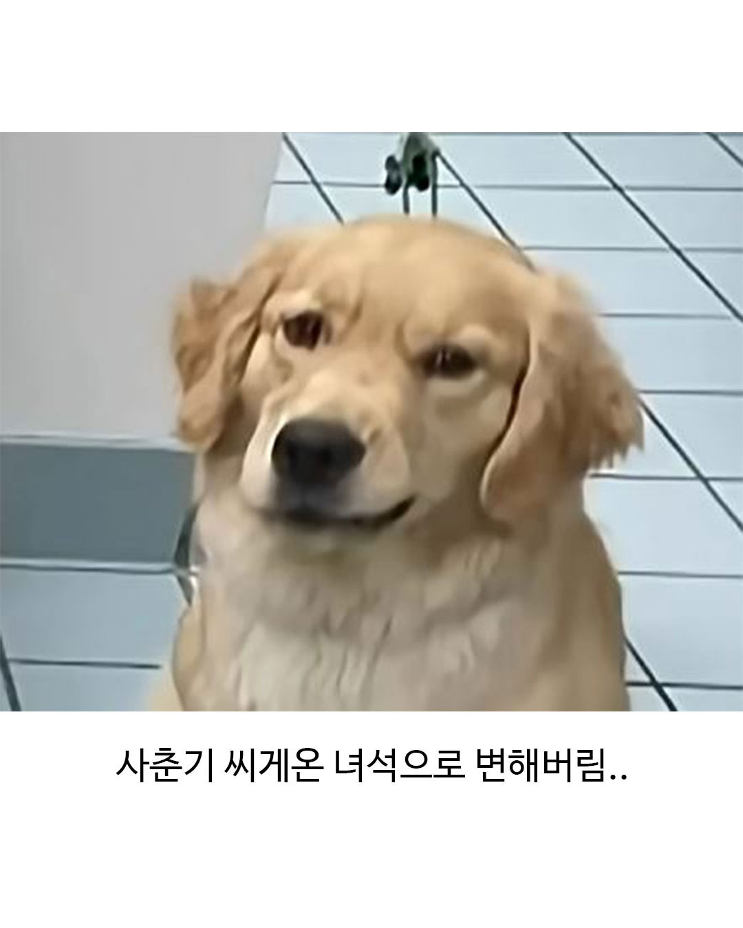 미용실 다녀온 후 표독해진 골든리트리버 | 인스티즈