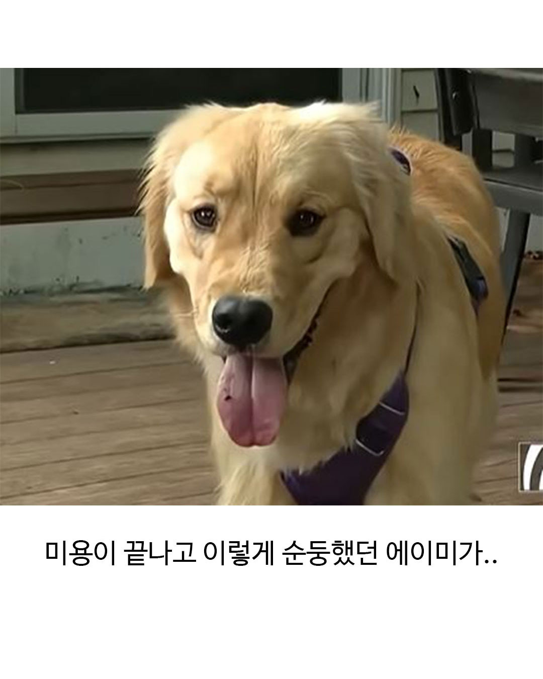 미용실 다녀온 후 표독해진 골든리트리버 | 인스티즈