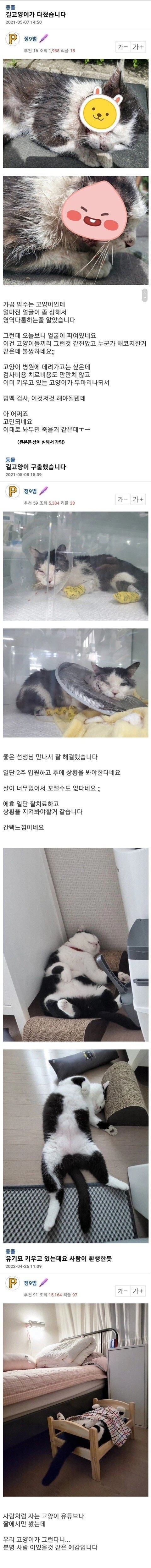 다친 길냥이 입양 전후.. | 인스티즈