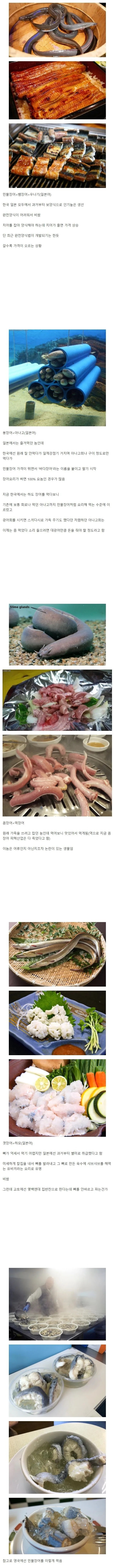 우리가 먹는 장어의 종류 | 인스티즈