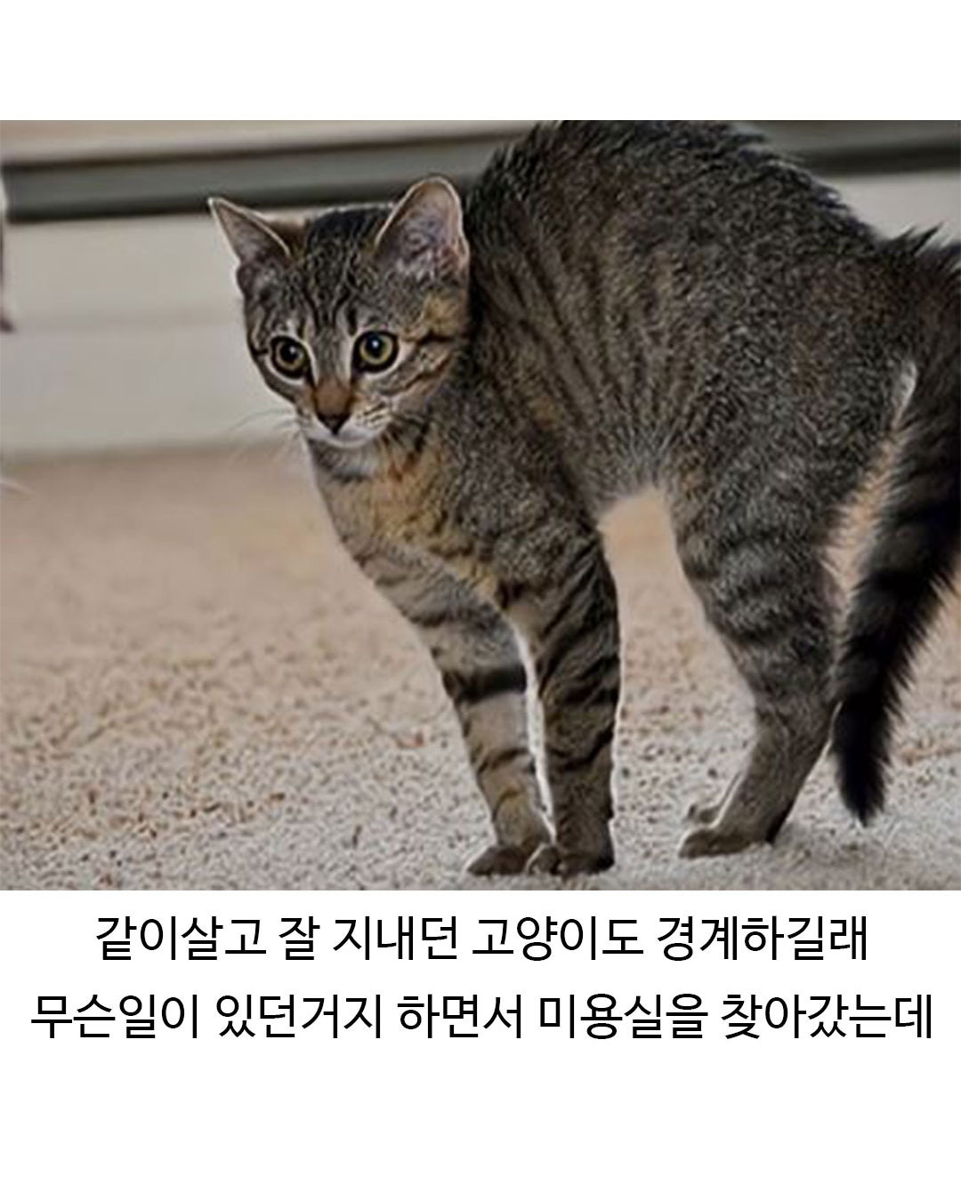미용실 다녀온 후 표독해진 골든리트리버 | 인스티즈