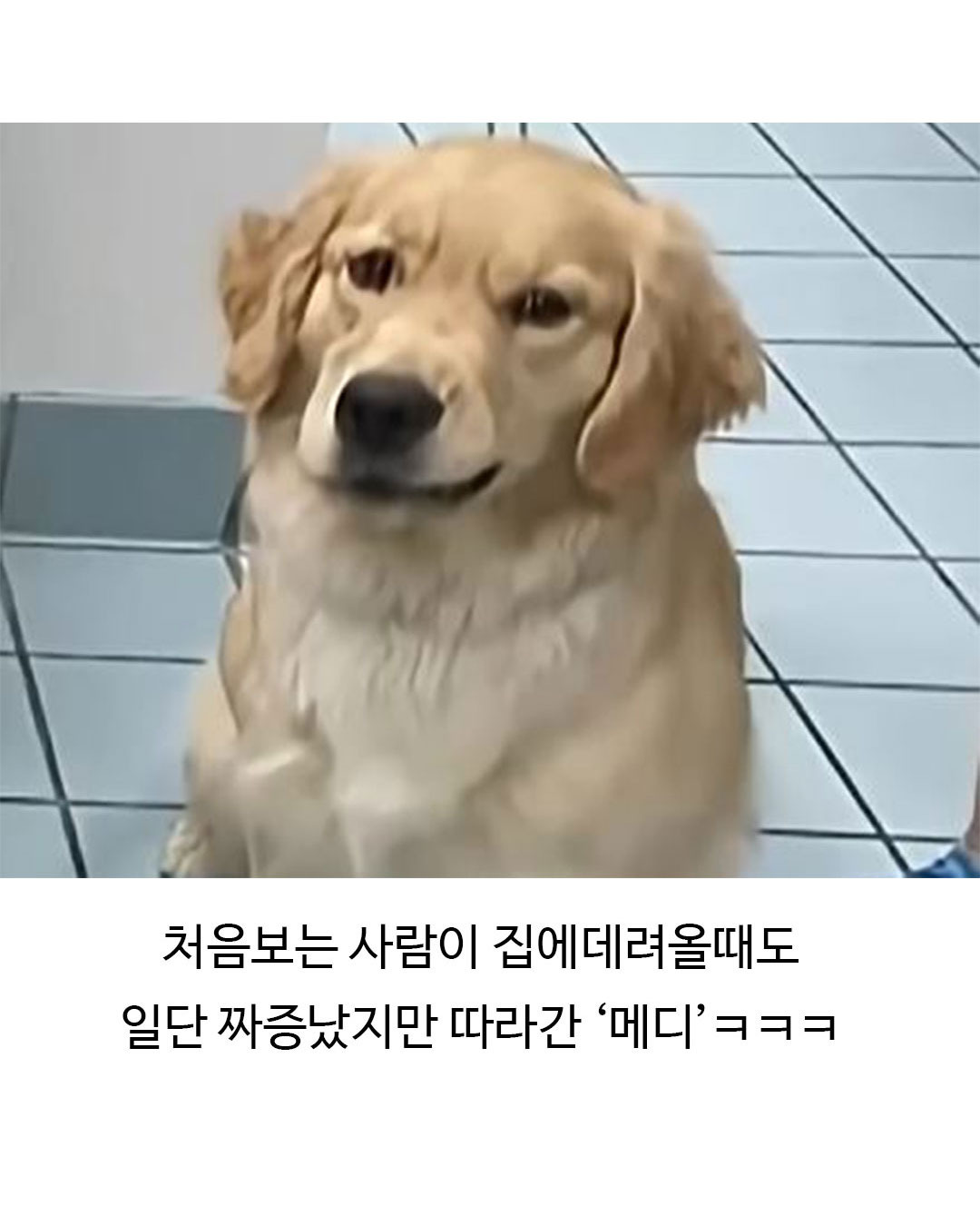 미용실 다녀온 후 표독해진 골든리트리버 | 인스티즈
