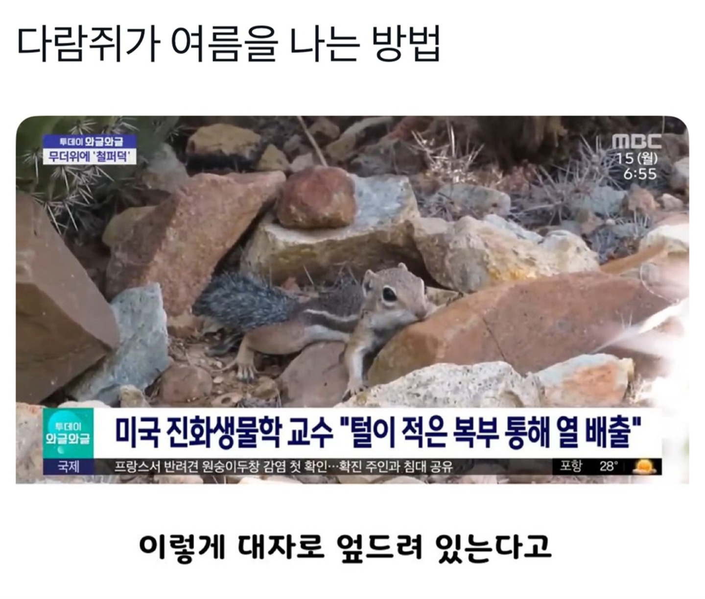 다람쥐가 여름을 보내는 방법 | 인스티즈