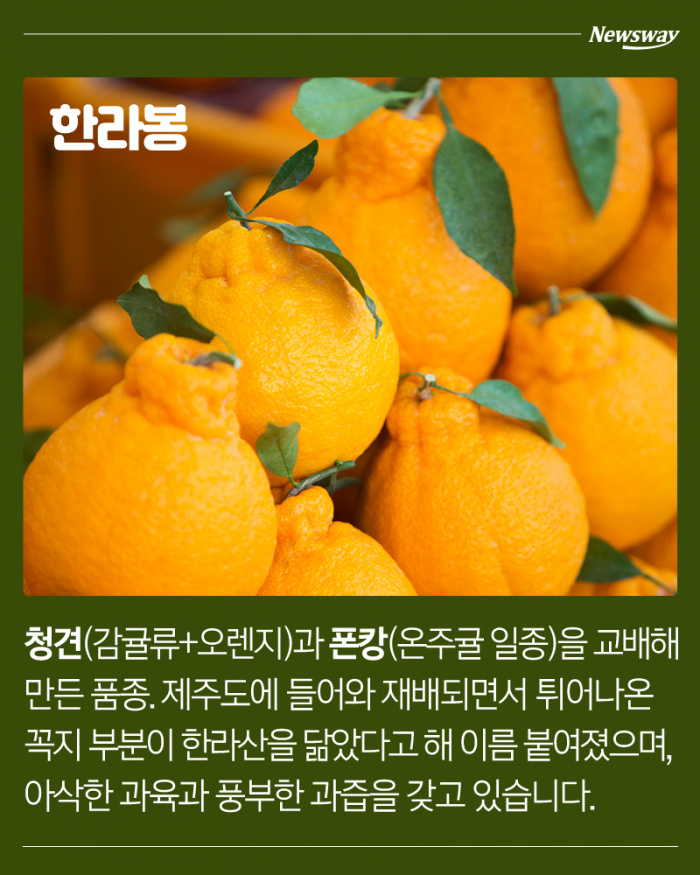 한라봉 천혜향 레드향 황금향 차이 | 인스티즈