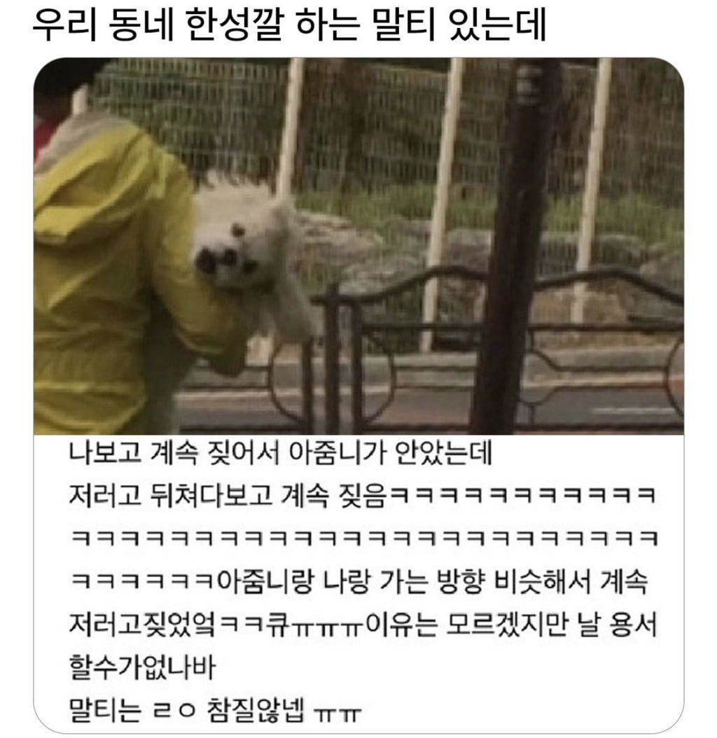 우리 동네 한성깔 하는 말티 있는데 | 인스티즈