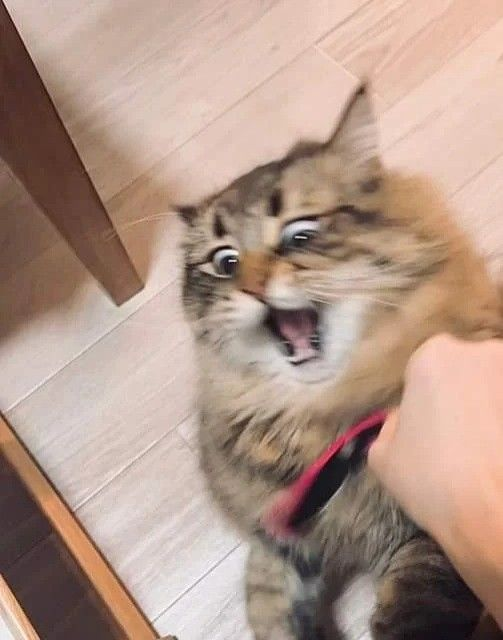 간식 니꺼니까 진정해 | 인스티즈