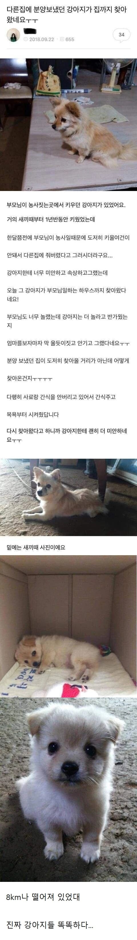 다른 집에 분양 보냈는데 예전 집을 찾아온 강아지 | 인스티즈