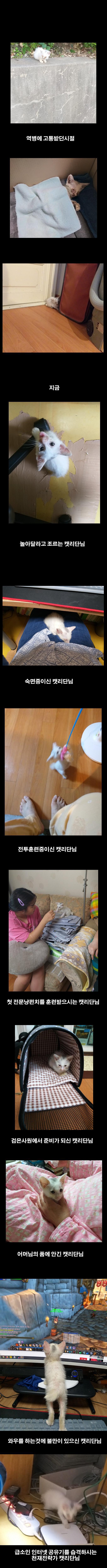  역병고양이를 주워서 휴재하는 만화 | 인스티즈