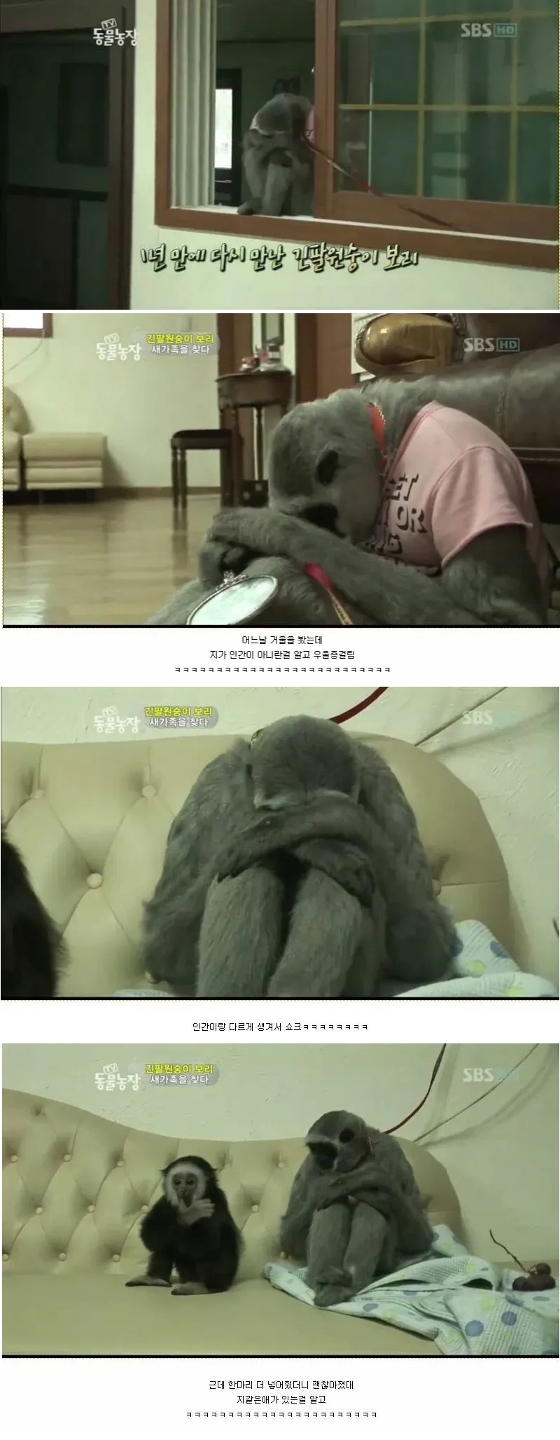 우울증에 걸렸다는 긴팔원숭이 | 인스티즈
