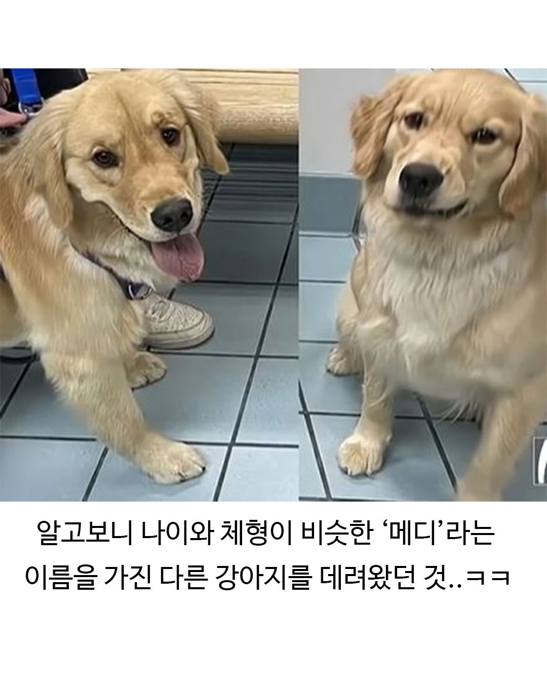 미용실 다녀온 후 표독해진 골든리트리버 | 인스티즈