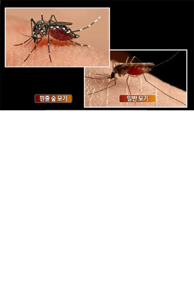 모기중 가장 빡치게한다는 모기.jpg | 인스티즈