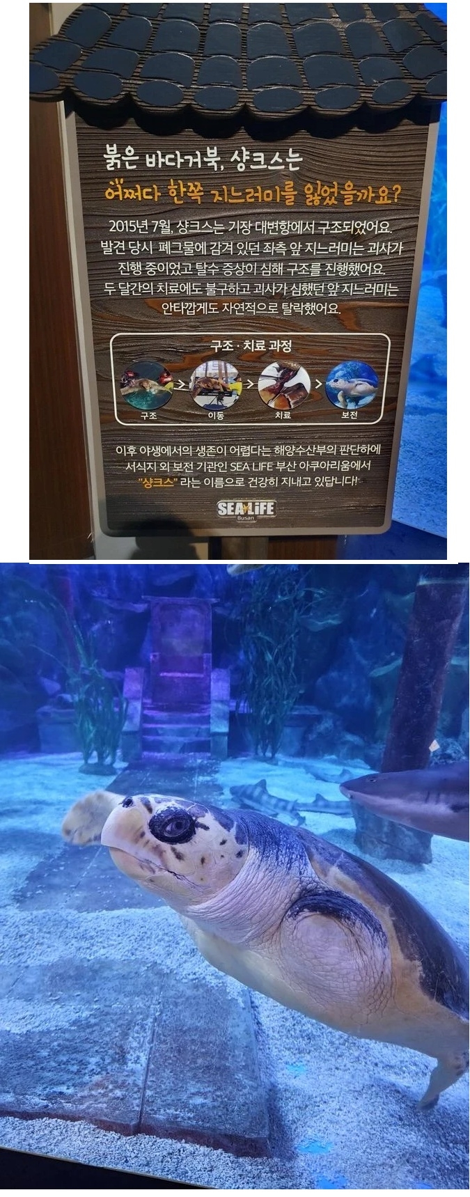 부산의 샹크스 | 인스티즈
