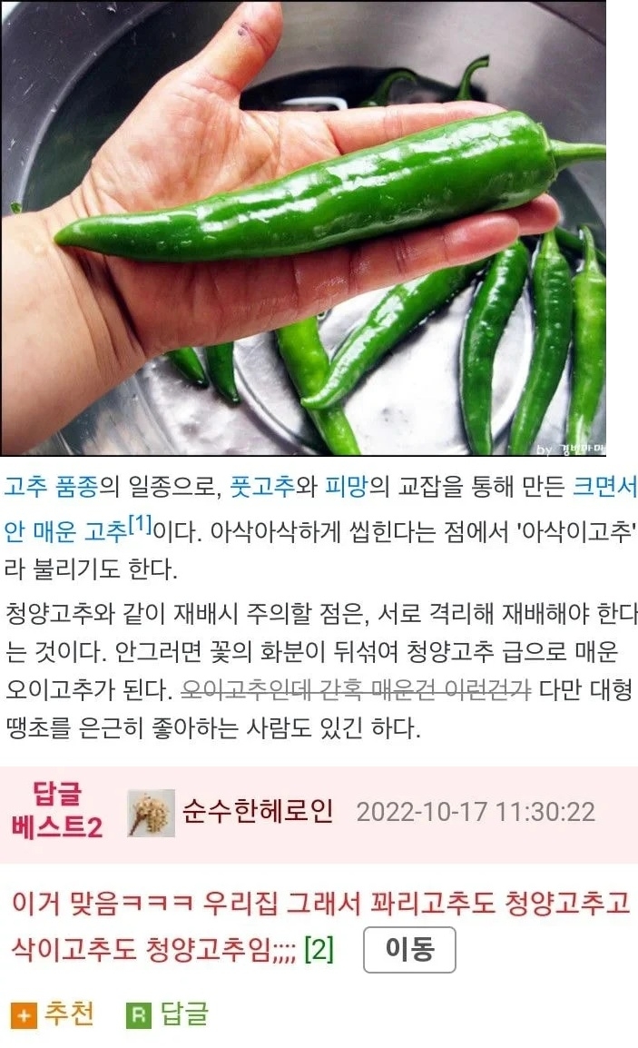 고추 처음 키워보는 사람들이 자주 하는 실수 | 인스티즈