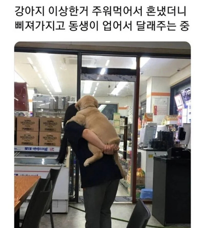 맘 상한 강아지 달래는 법 | 인스티즈