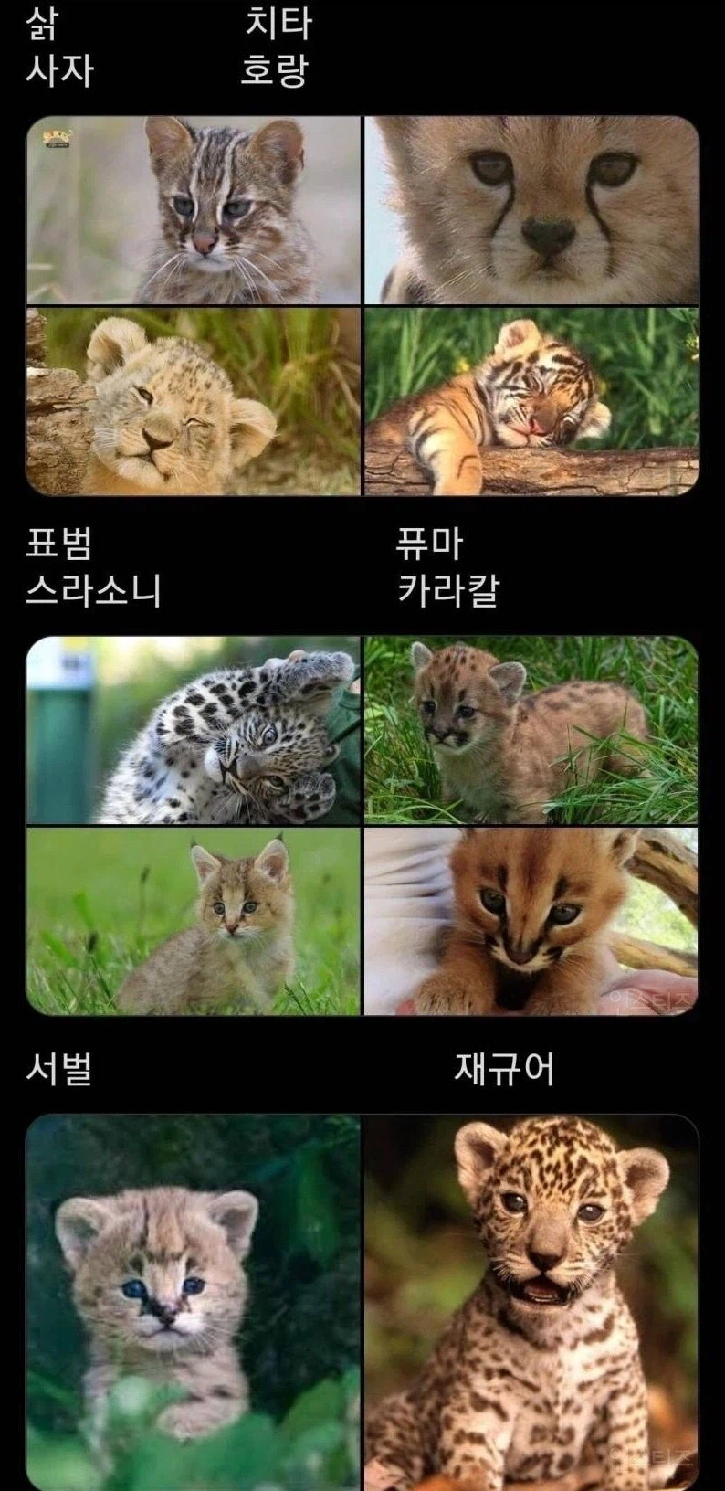 고양이과 동물 어린 시절 | 인스티즈