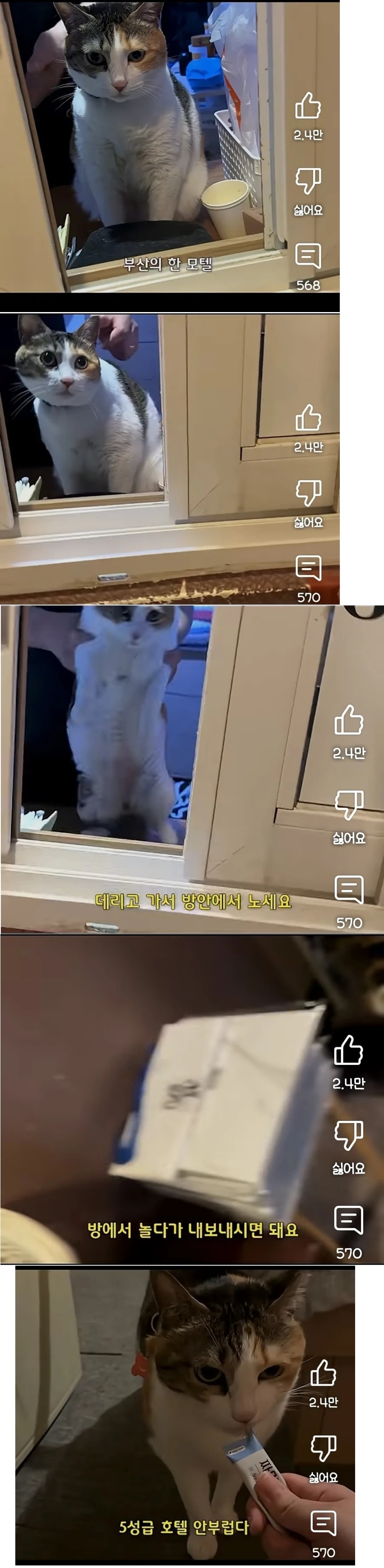 고양이를 빌려주는 모텔 | 인스티즈