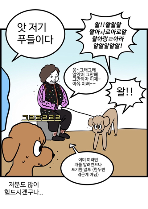 푸들의 우다다가 끝나는 시기.jpg | 인스티즈