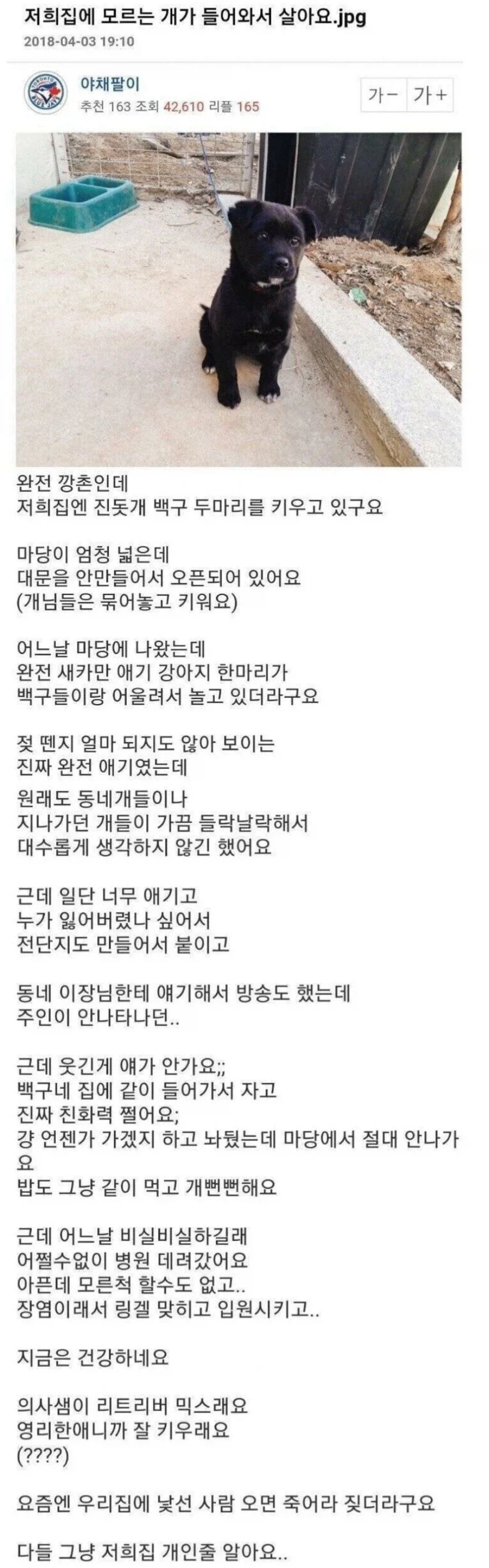 집에 모르는 개가 들어와서 살아요 | 인스티즈