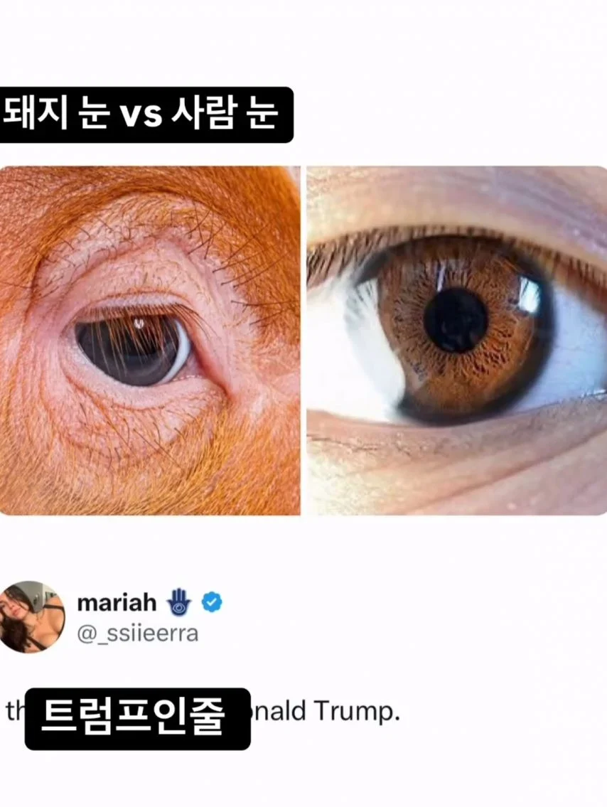 돼지 눈 VS 사람 눈 | 인스티즈