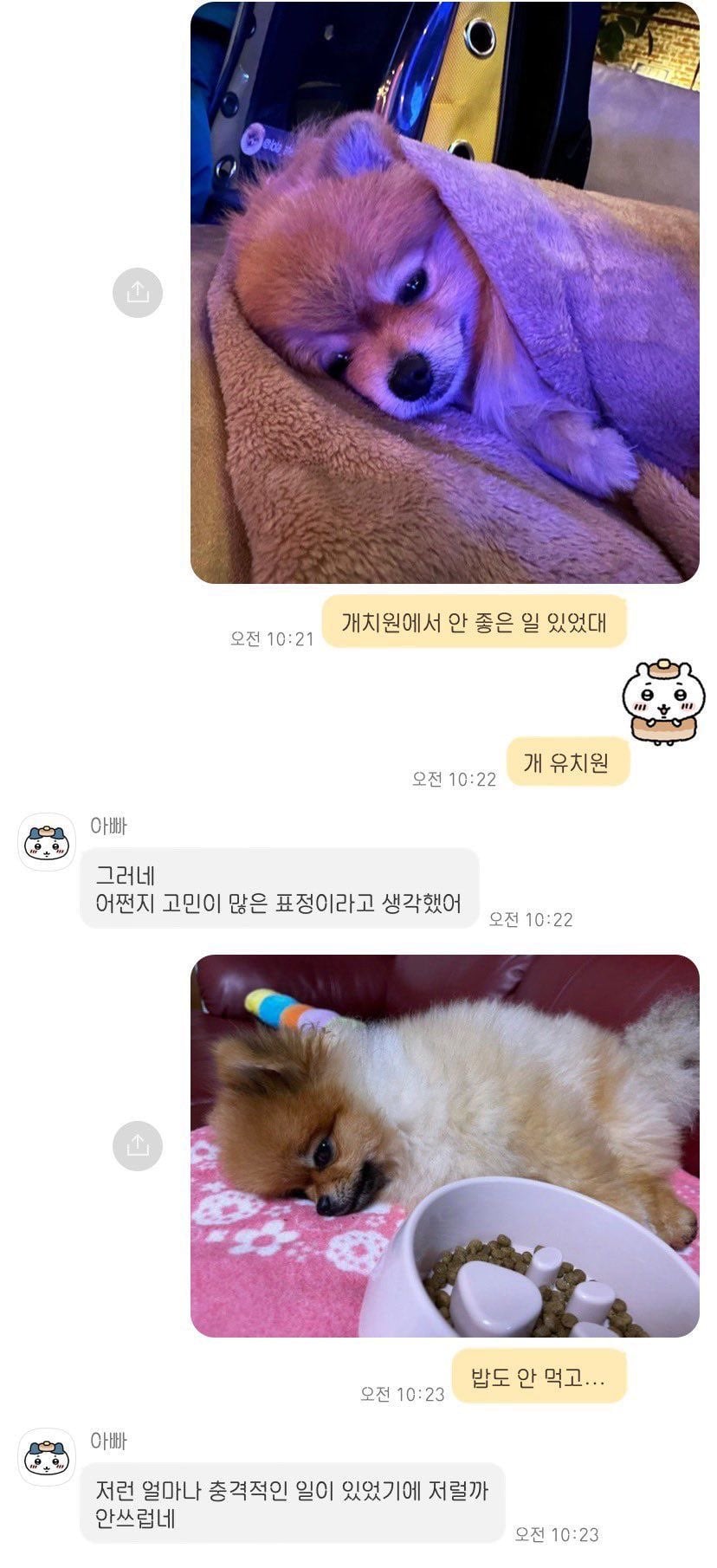 개치원에서 안 좋은 일 있었던 강아지 | 인스티즈