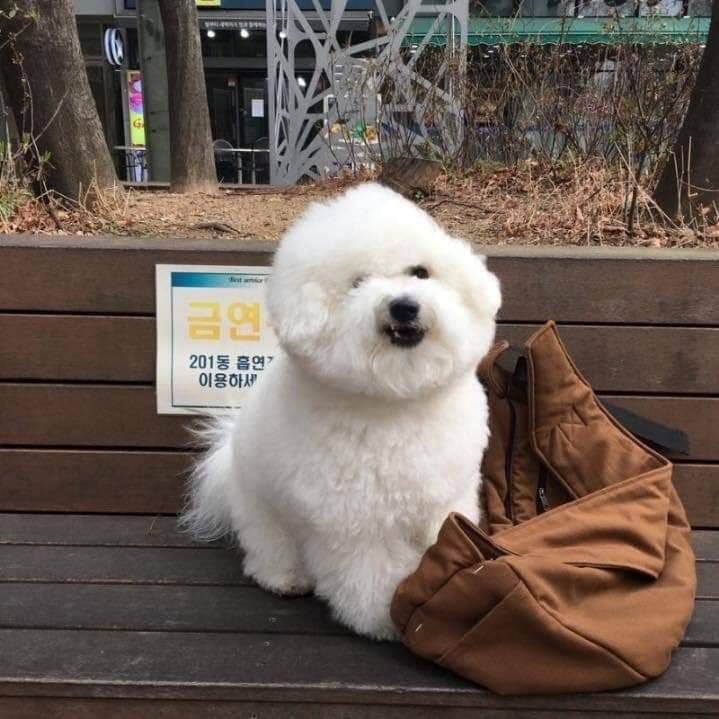찌그러진 비숑 | 인스티즈