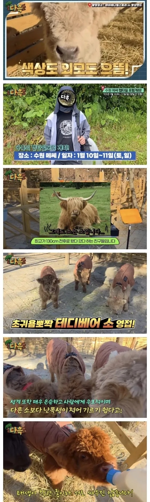 우리나라에서도 키우는 사람이 있는 테디베어 소 | 인스티즈