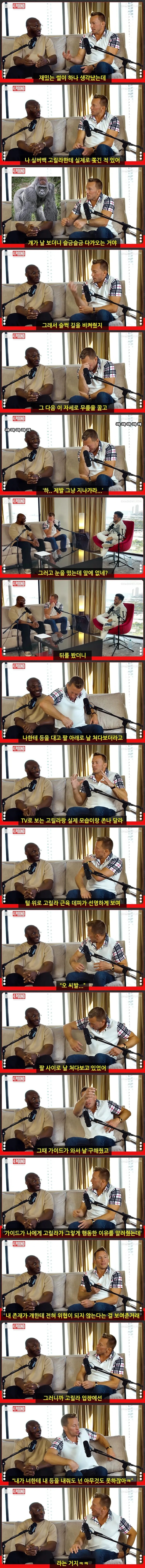 고릴라를 마주쳤던 격투선수 | 인스티즈