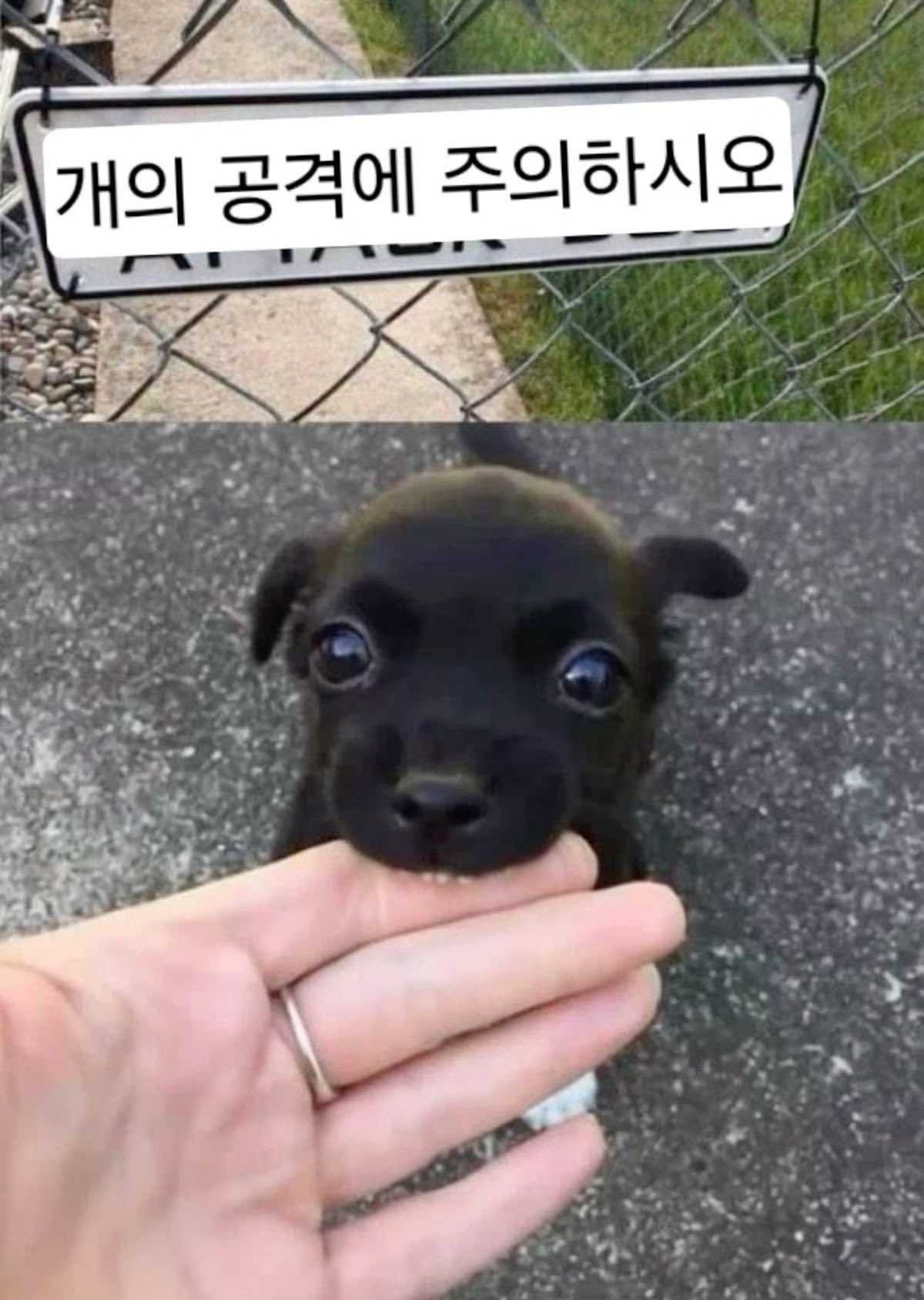 개의 공격에 주의하시오 | 인스티즈